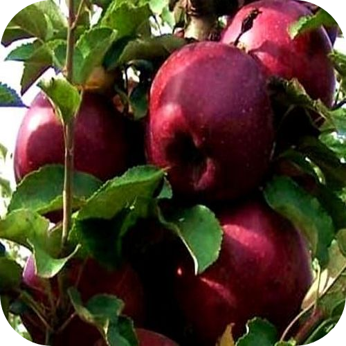 Яблоня "Кубанское Багряное" 