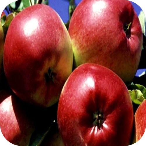 Саженцы Яблони "Лигол" > описание сорта